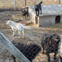 photo de livraison pour Azil Bella