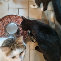 photo de livraison pour Animalove