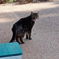 photo de livraison pour Chat de Gout'hier sans Toit