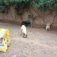 photo de livraison pour Help Adopt Moroccan Animals