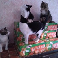 photo de livraison pour Les Pattounes de l'Espoir