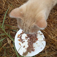 photo de livraison pour Amicale Chats