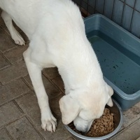 photo de livraison pour Civic Initiative Kane Korzo Skopje