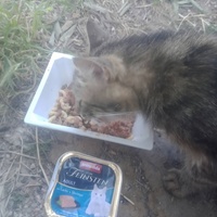 photo de livraison pour Les Chats-Pitresdelavi-Ste