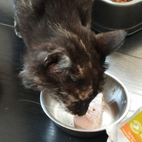 photo de livraison pour Cat Miaou