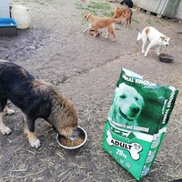 photo de livraison pour Serbian Society for the Protection of Animals - SSPA