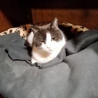 photo de livraison pour Chat de Gout'hier sans Toit