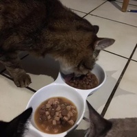 photo de livraison pour Refuge du Poil à la Plume