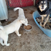 photo de livraison pour Happy Shelter Skopje