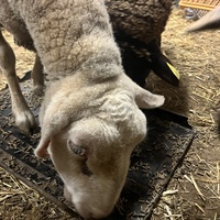 photo de livraison pour Refuge du Poil à la Plume