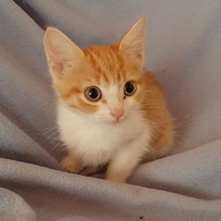 photo de livraison pour Bien vivre avec les Chats Sallélois