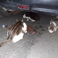 photo de livraison pour Association Animaux Errants Economie