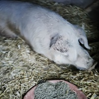 photo de livraison pour Chats Libres de Béziers