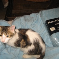 photo de livraison pour Jardin des Chats