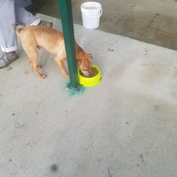 photo de livraison pour Udruženje za zaštitu životinja "Pongo"