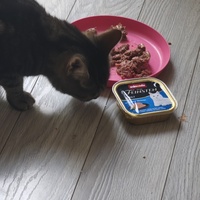photo de livraison pour NAE-NUTTI - Les chats de la maison brûlée