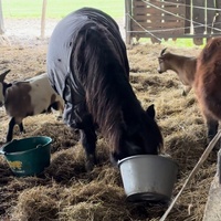 photo de livraison pour Les Crins de la Lande