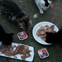 photo de livraison pour Les chats libres de Caro