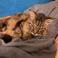 photo de livraison pour Les chats Port-Saint-Louisiens