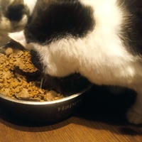 photo de livraison pour SOS Animaux, un Toit pour la Vie