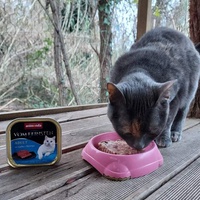 photo de livraison pour Les Chats Libres d'Estagel