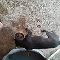 photo de livraison pour Happy Shelter Skopje