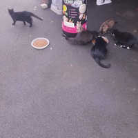 photo de livraison pour Sweety Pets