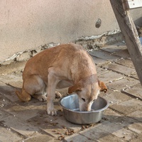 photo de livraison pour Azil Bella