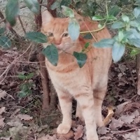 photo de livraison pour Cat Miaou