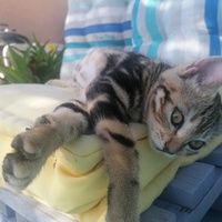 photo de livraison pour L'Arche de Ploum