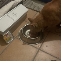 photo de livraison pour Bien vivre avec les Chats Sallélois