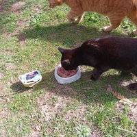 photo de livraison pour Chats Oubliés