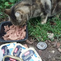 photo de livraison pour Les Chats-Pitresdelavi-Ste
