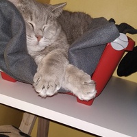 photo de livraison pour Chamaya