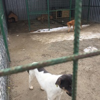 photo de livraison pour Save & Hope for Dogs