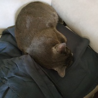 photo de livraison pour Collectif Chats Libres Citoyens de Saint-Priest
