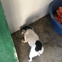 photo de livraison pour Huellas del Valle con Esperanza