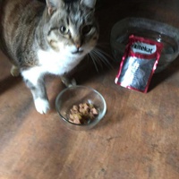 photo de livraison pour Les Chats de la Rue