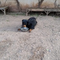 photo de livraison pour Help Adopt Moroccan Animals