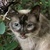 photo animal