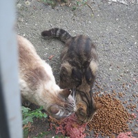photo de livraison pour Chat Libre de l'Ile du Ramier