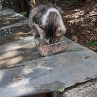 photo de livraison pour Chats cerbériens