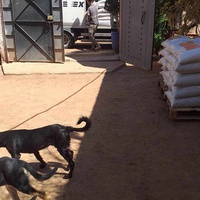 photo de livraison pour Help Adopt Moroccan Animals