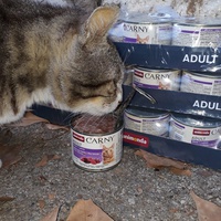 photo de livraison pour Les Chats de la Tour