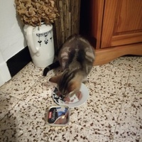 photo de livraison pour Les Chats libres de Fleurance