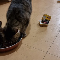 photo de livraison pour Chats Libres des Hauts Cantons de l'Hérault