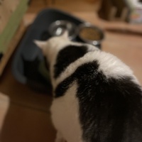 photo de livraison pour Les Chats de Condom 32