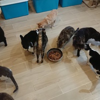 photo de livraison pour Cœur Animal