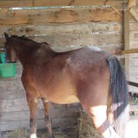 photo de livraison pour Espoirs Equestres