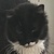 photo animal